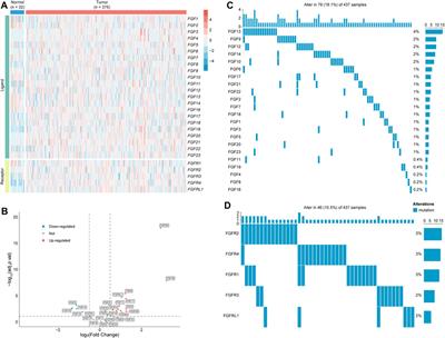 FGF/FGFR-related lncRNAs based classification predicts prognosis and guides therapy in gastric cancer